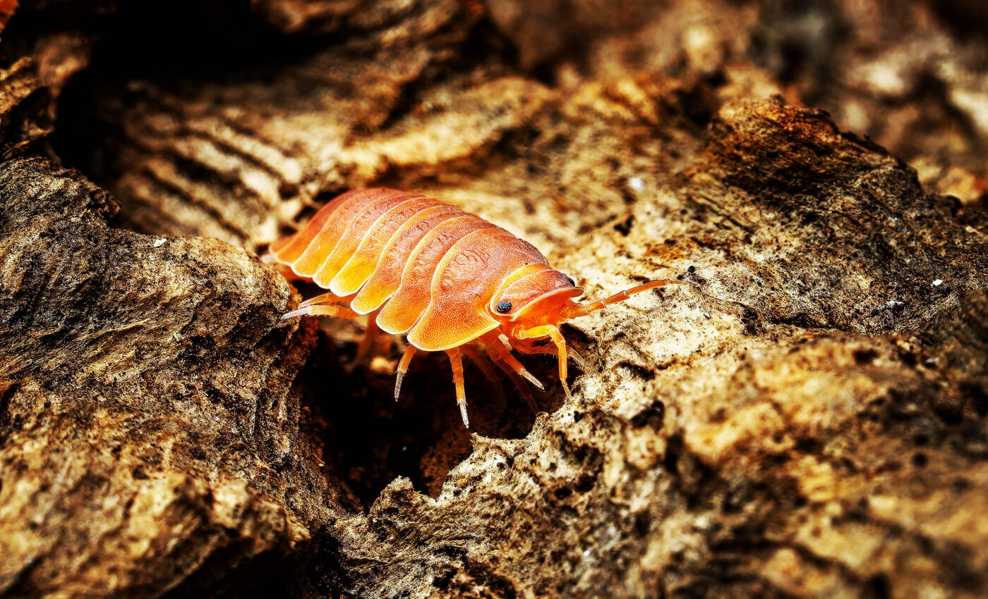 Desert isopods balance their diets to boost ecosystem health