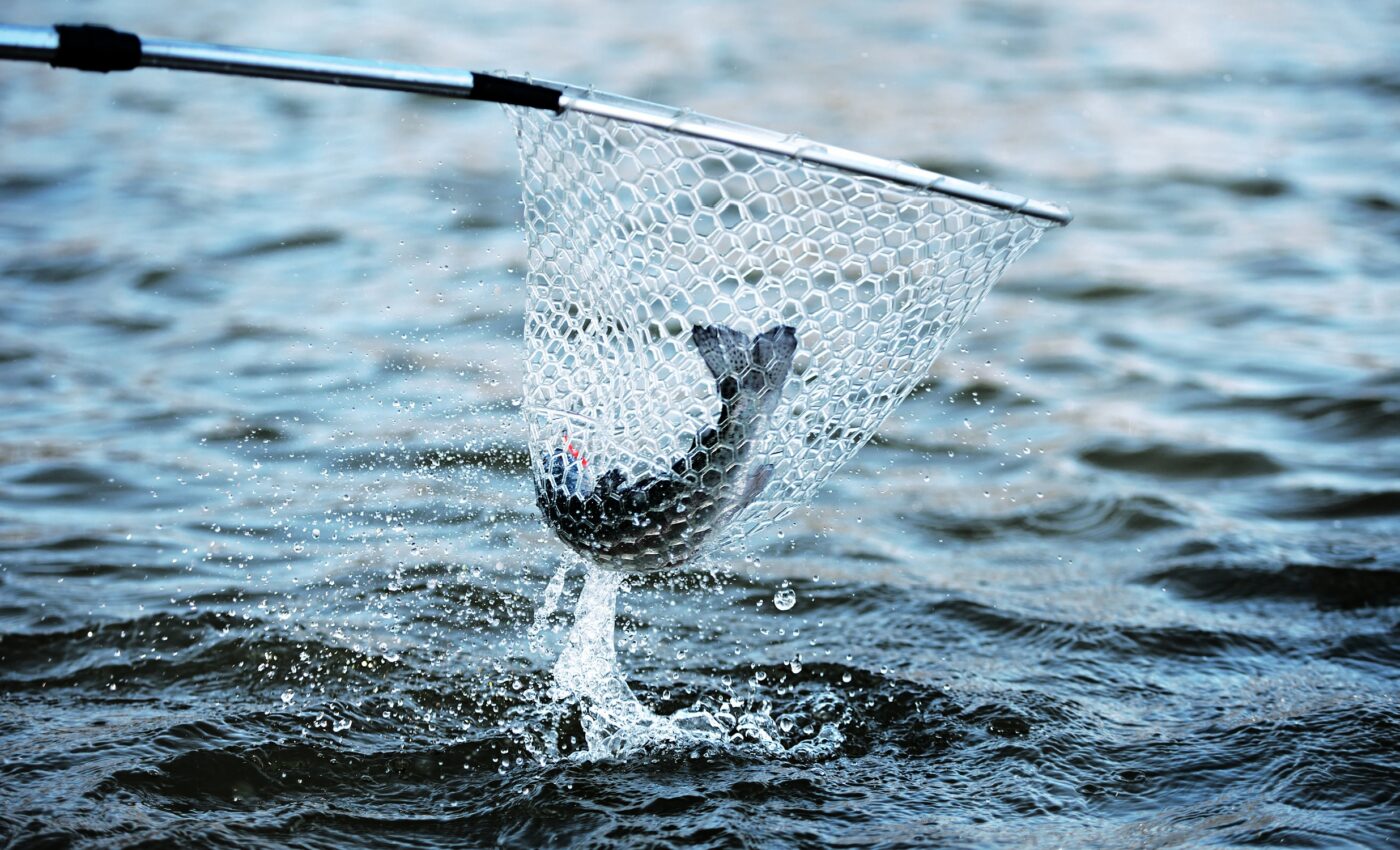 Sustainable fishing gets a boost from genomics roadmap