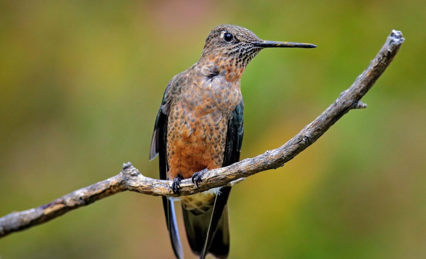 Giants hummingbirds are not just one, but two species