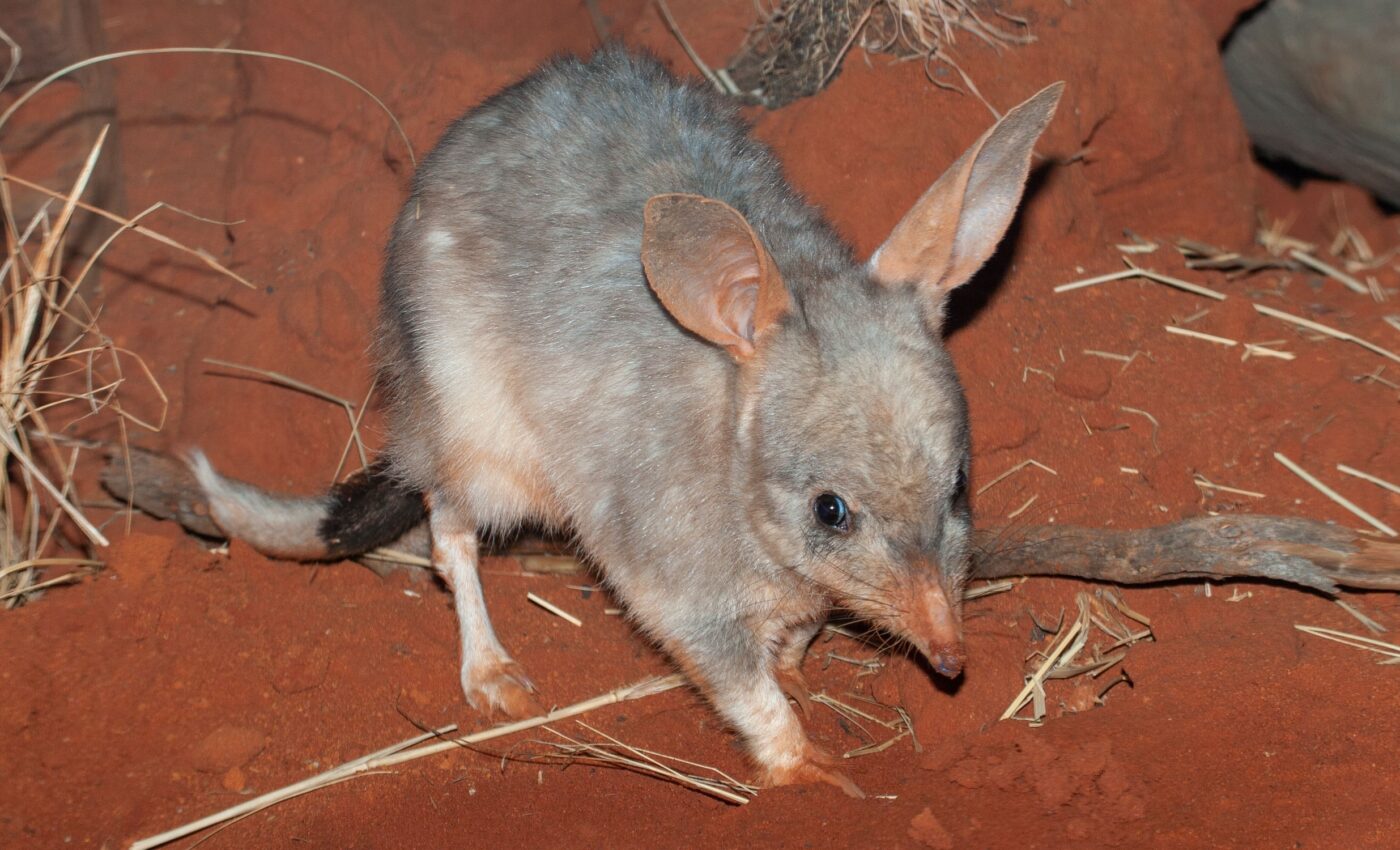 Can bilbies return to the places where they once thrived?