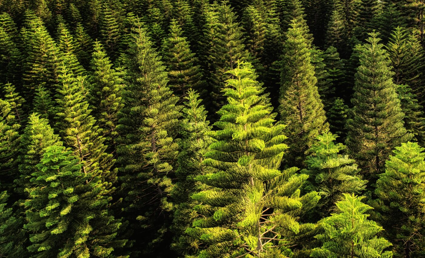 Fir trees are severely threatened by an unwelcome insect guest
