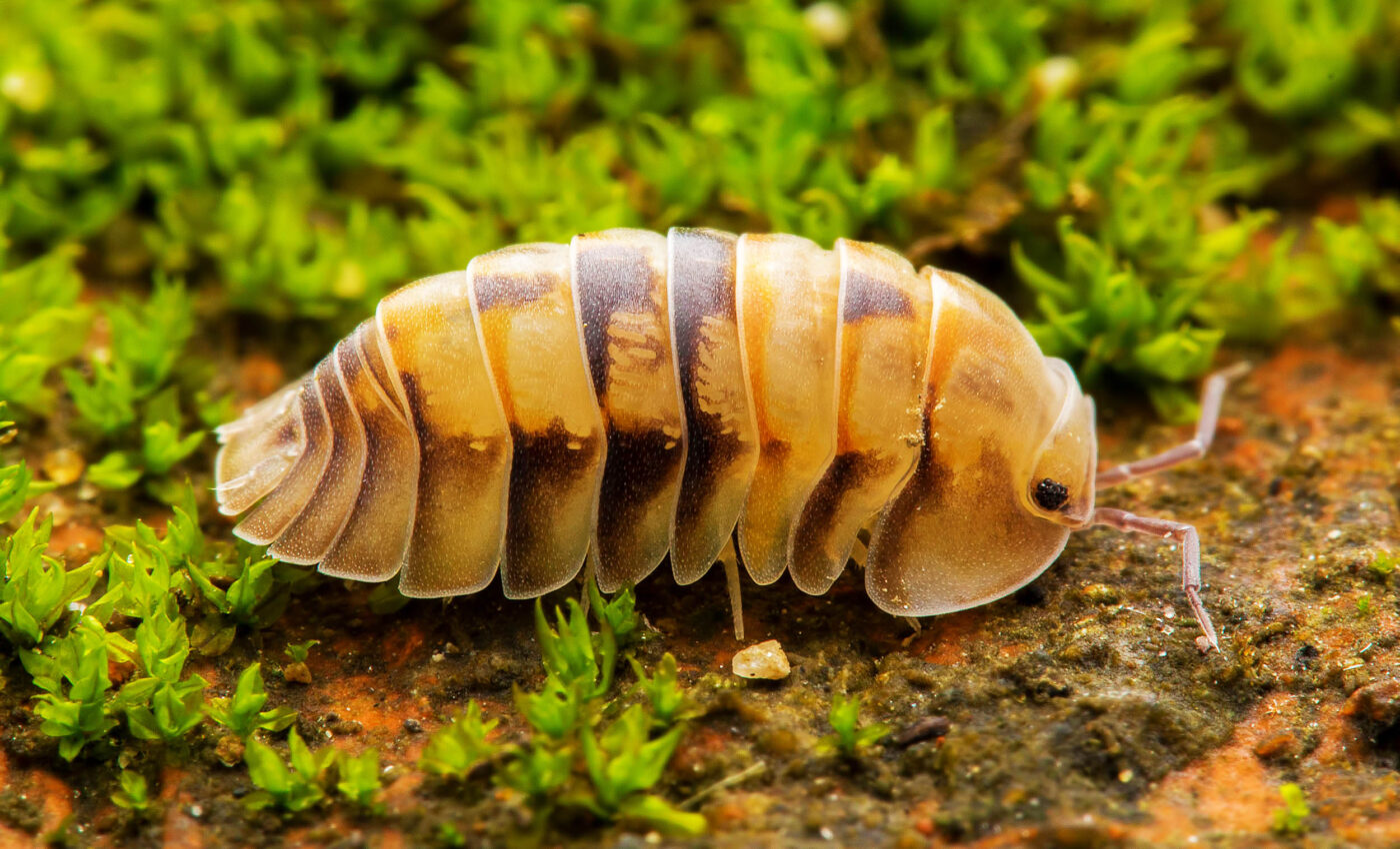 Tiny woodlice prove to be crucial players in plant seed dispersal