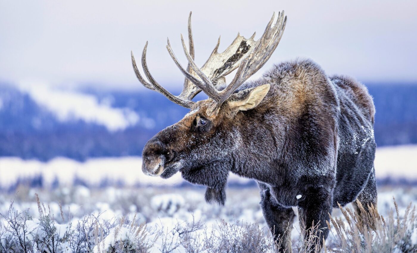 Declining moose populations linked to brain-eating parasitic worms