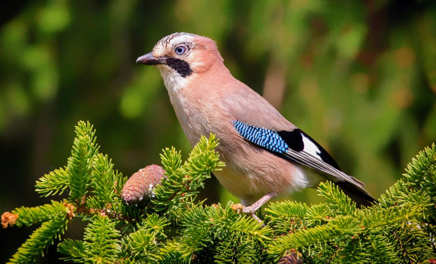 Eurasian jays possess the ability of ‘mental time travel’