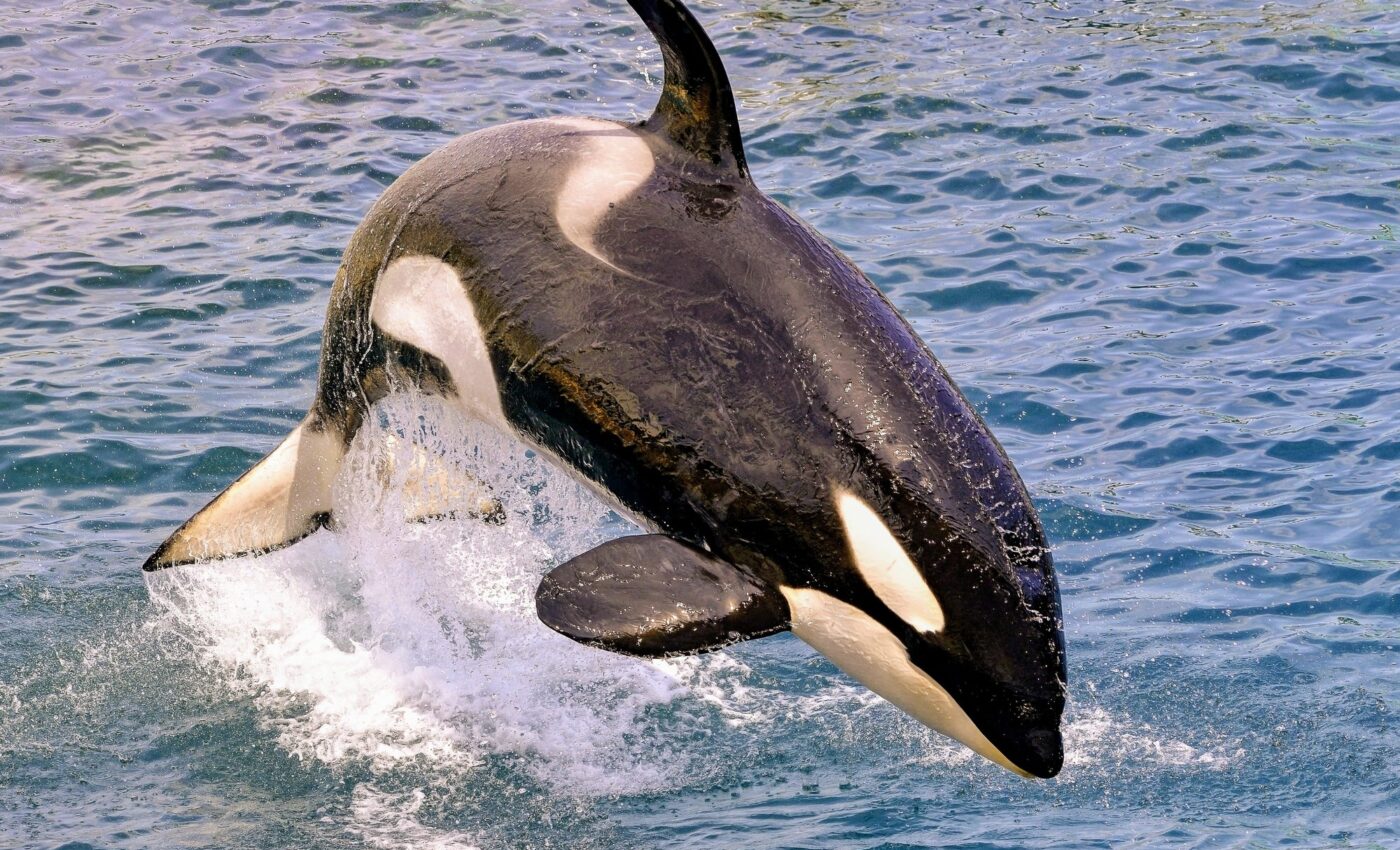 Orcas rely only on one breath between dives to conserve energy
