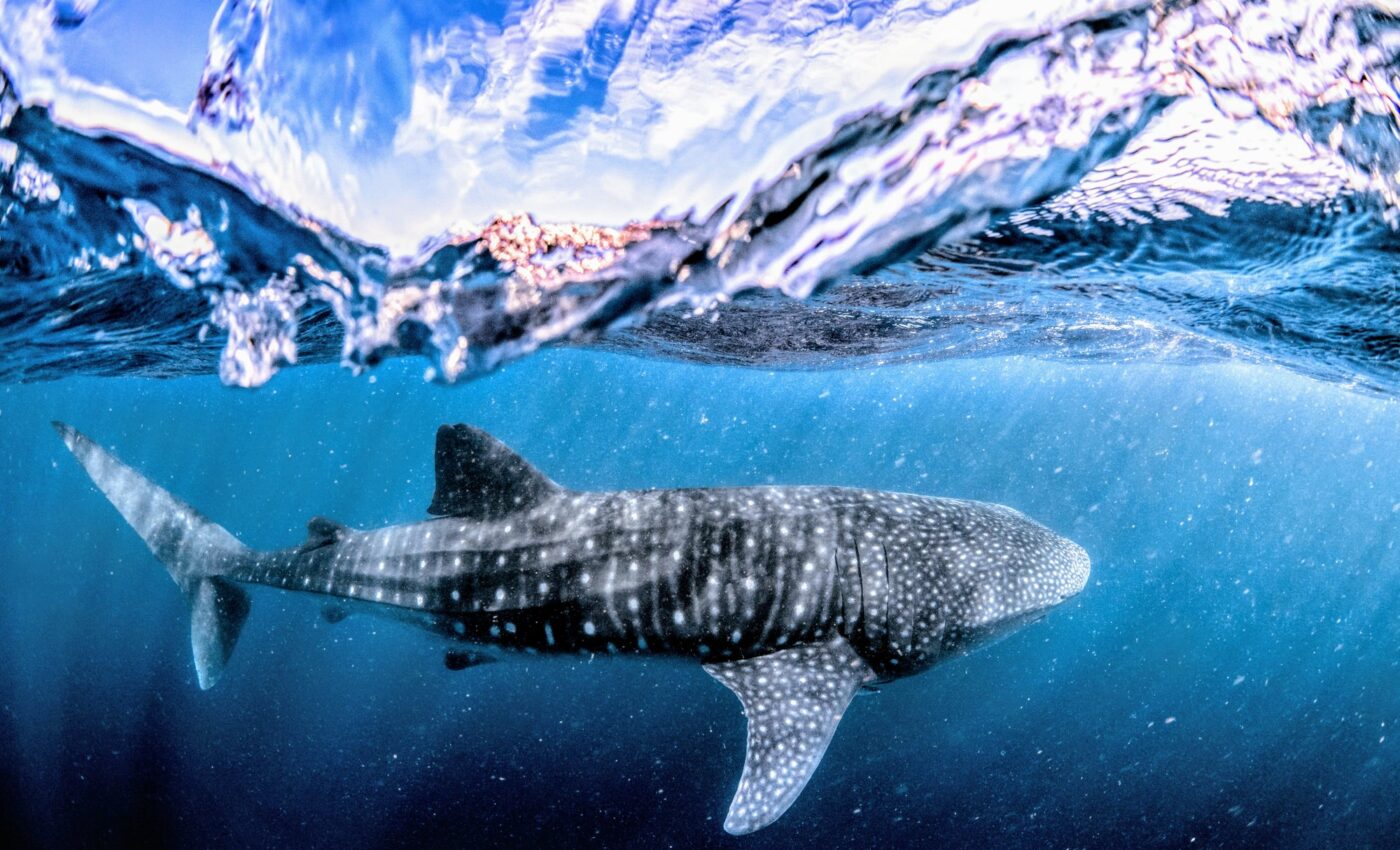 Whale sharks face deadly threats in shipping lanes