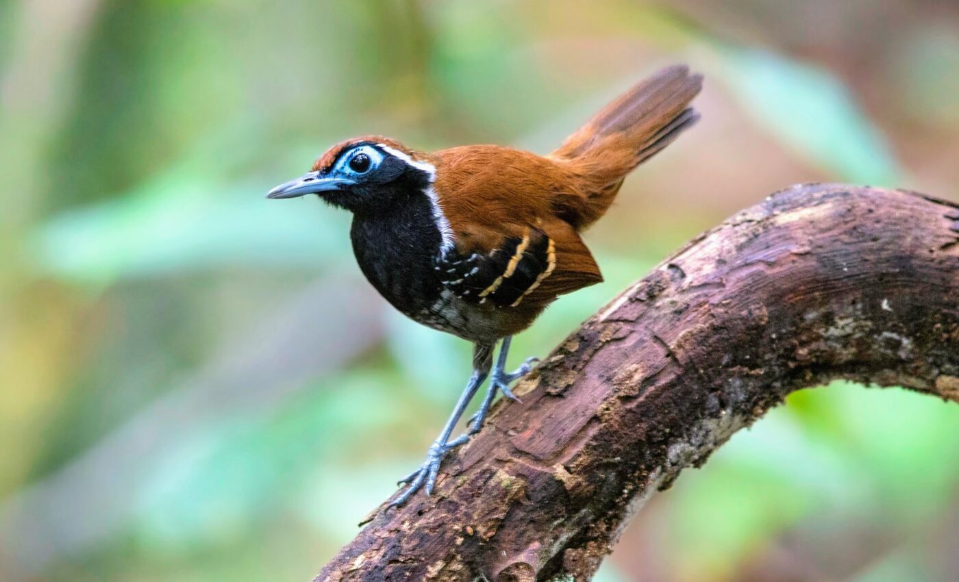 Amazon birds use sophisticated thermoregulation strategies