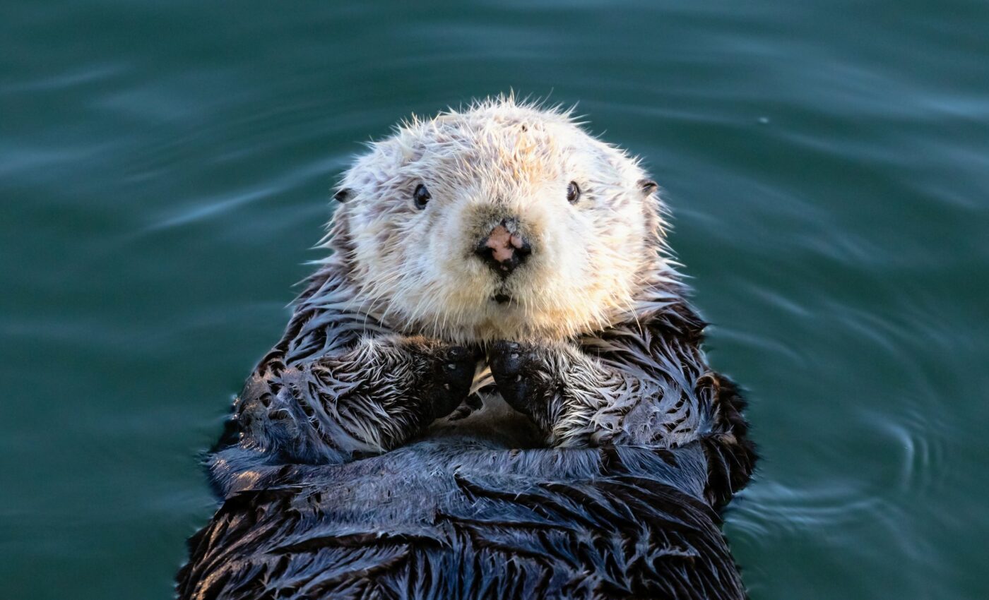 Sea otters use tools to access larger prey and protect their teeth