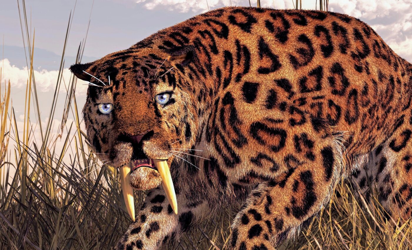 Sabre-toothed fangs evolved rapidly, but this came at a cost