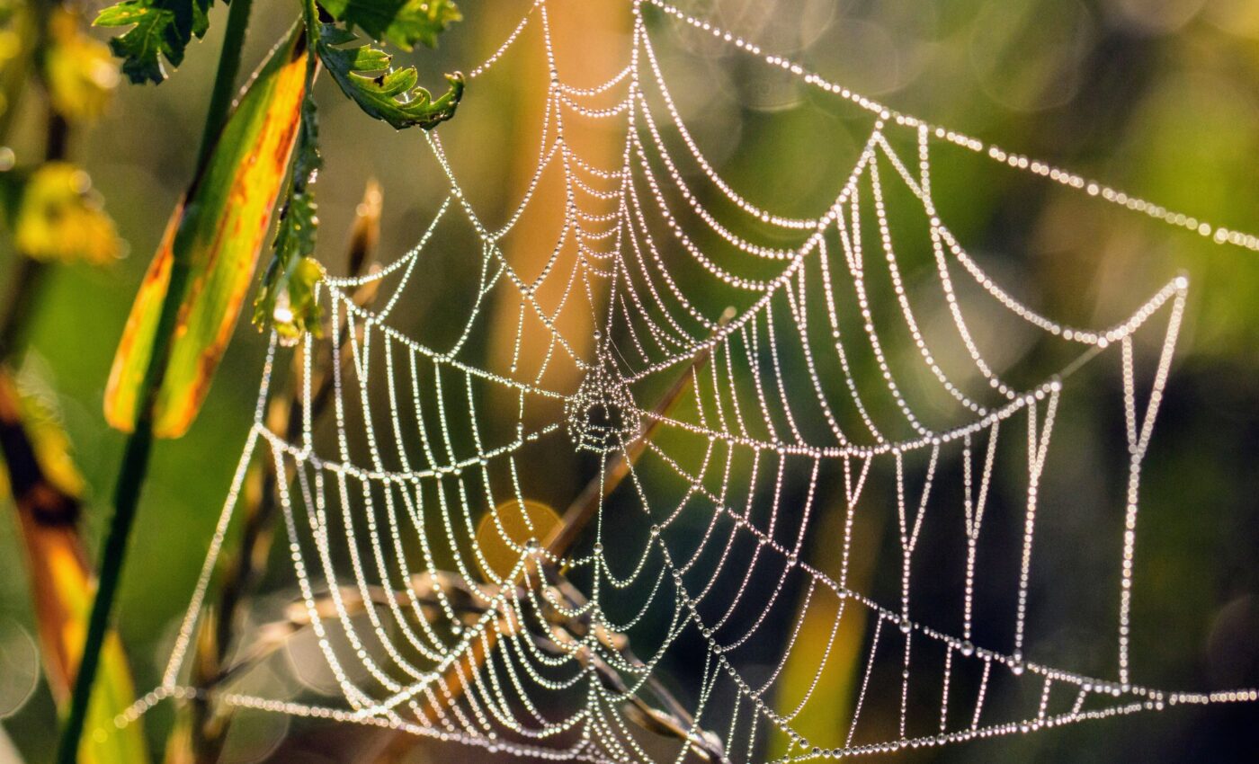 Spider silk could pave the way for powerful microphones