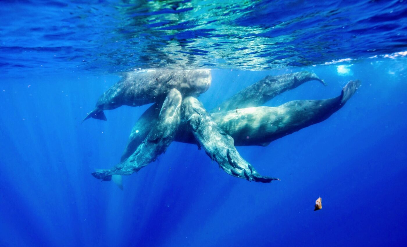 Sperm whales learn the vocal styles and dialects of their neighbors