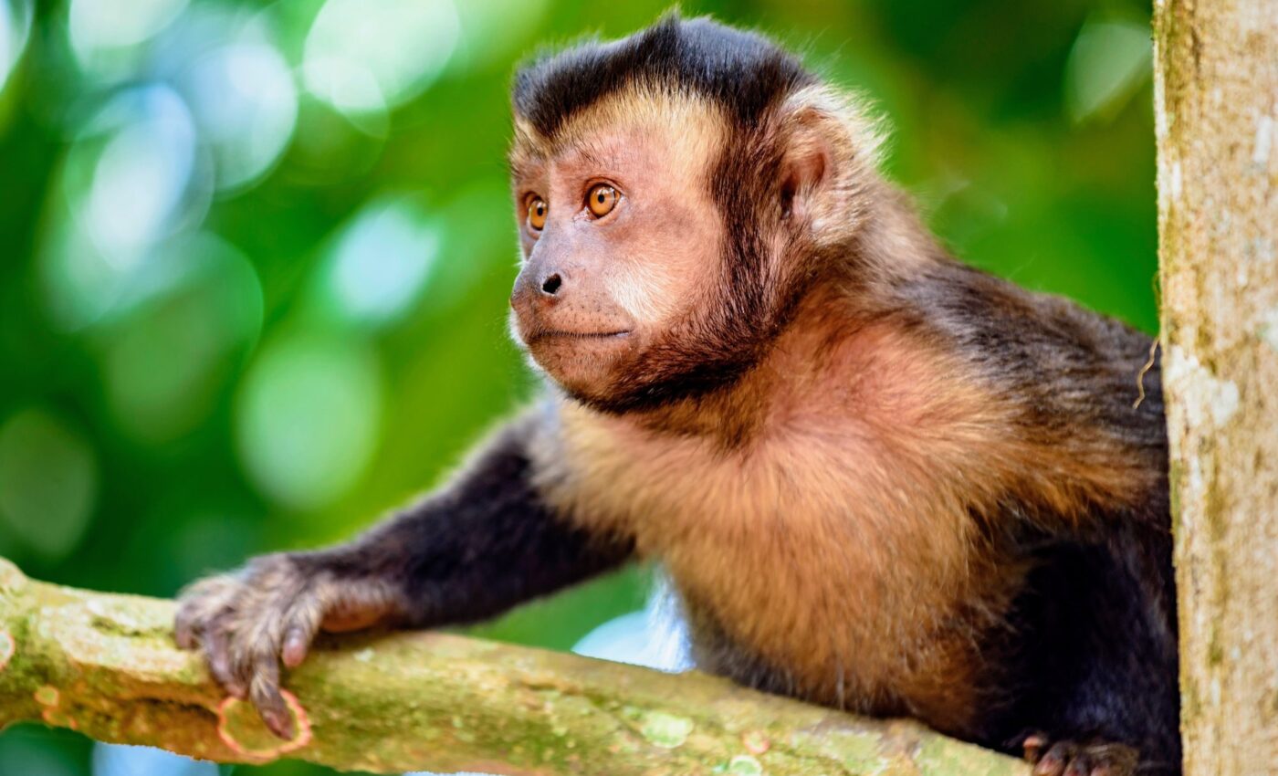 Capuchin monkeys seen on video using clever tools to gather food