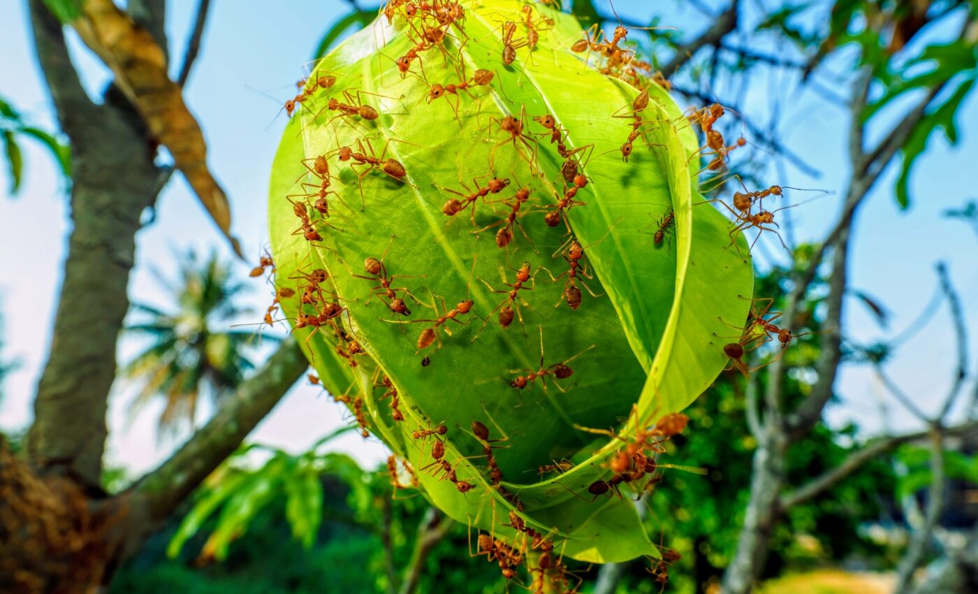 Fire ants can teach us how to create stronger materials