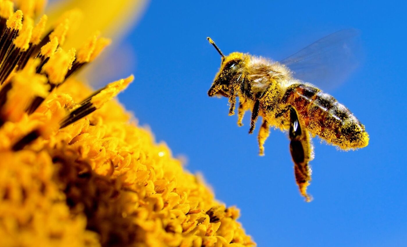 World Bee Day 2024: Bee engaged with youth