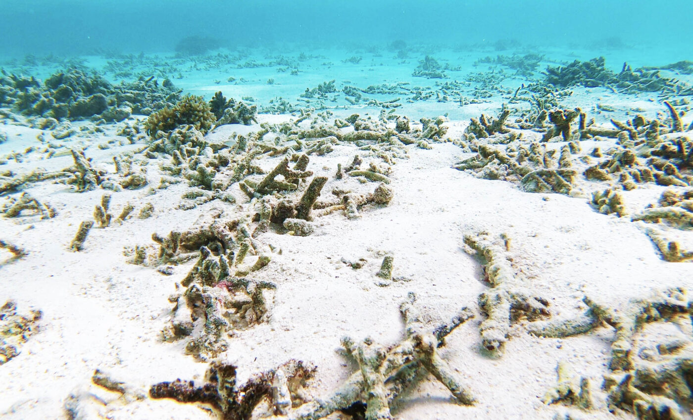 Over 60% of global coral reefs face bleaching amid rising temperatures