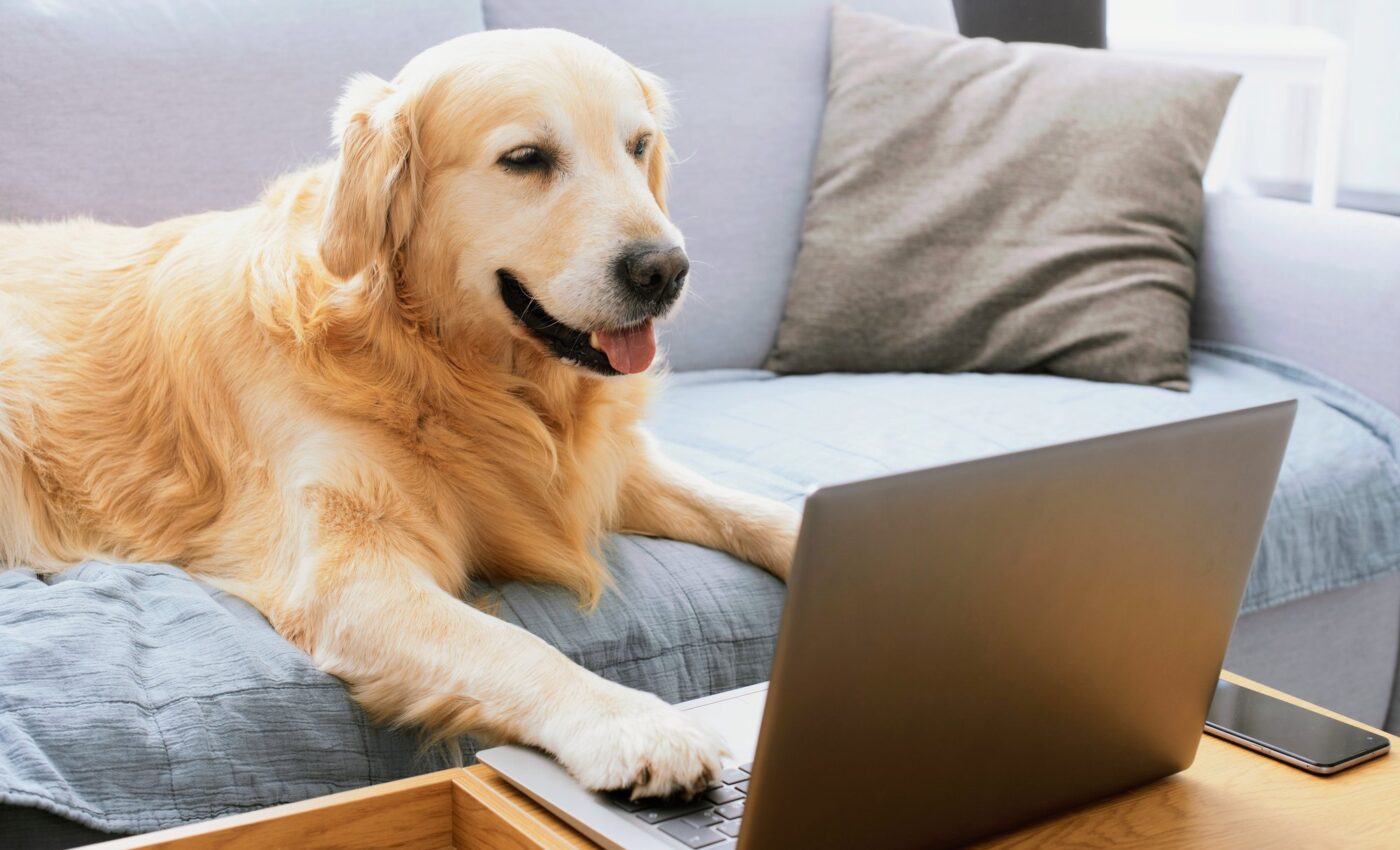 Dogs can imitate human actions from videos