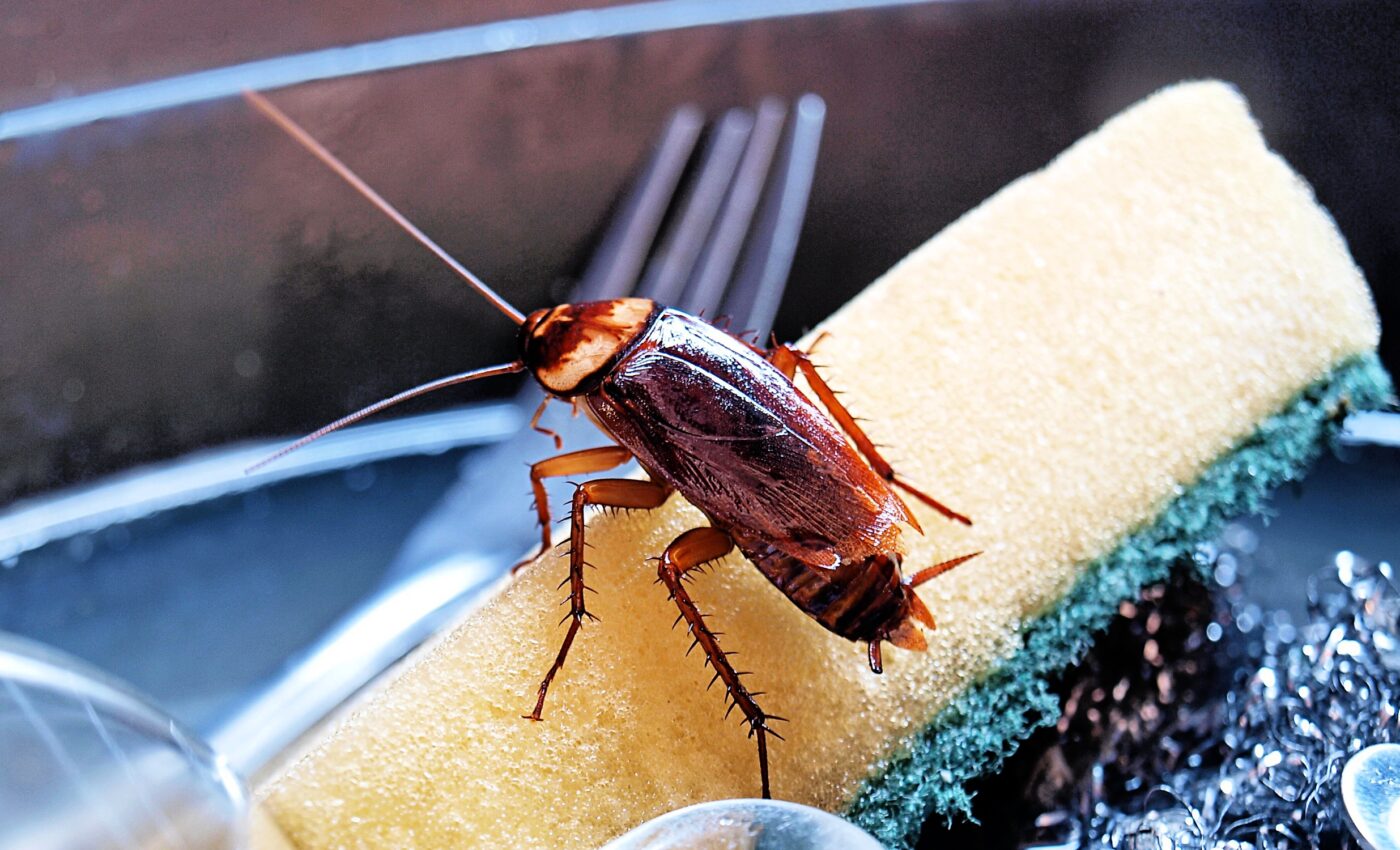 Cockroaches became global pests by cleverly hitching rides with humans