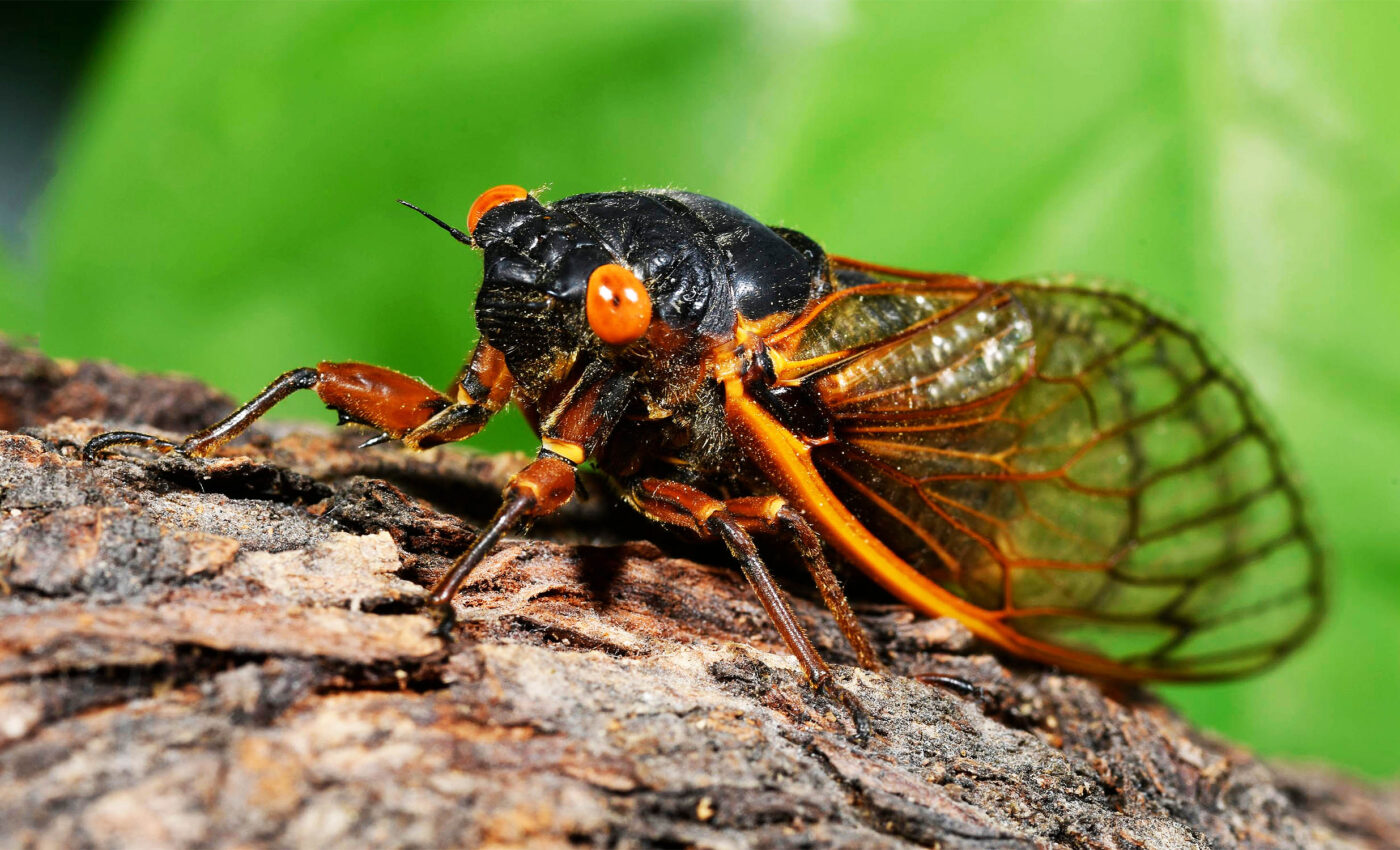 Cicadas' deafening noise can harm hearing and worsen tinnitus
