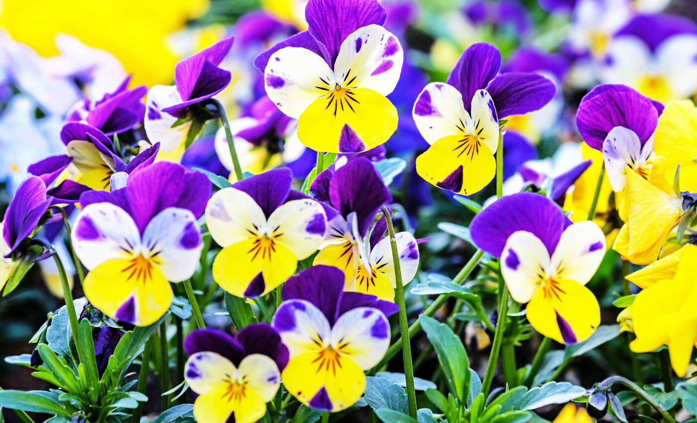 Flowers are picky when choosing their mate for fertilization