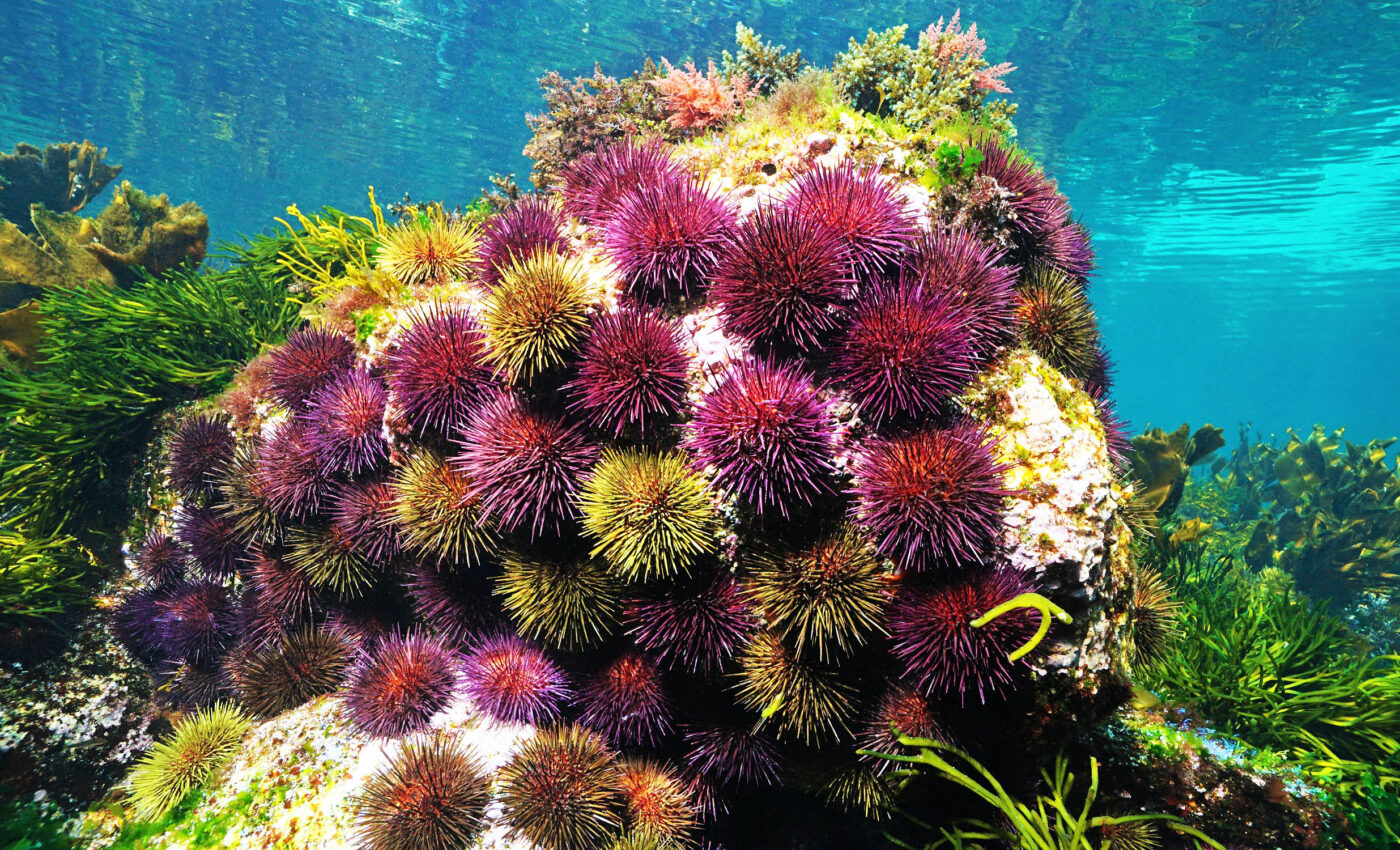 Gray whales struggle as purple sea urchins destroy kelp forests