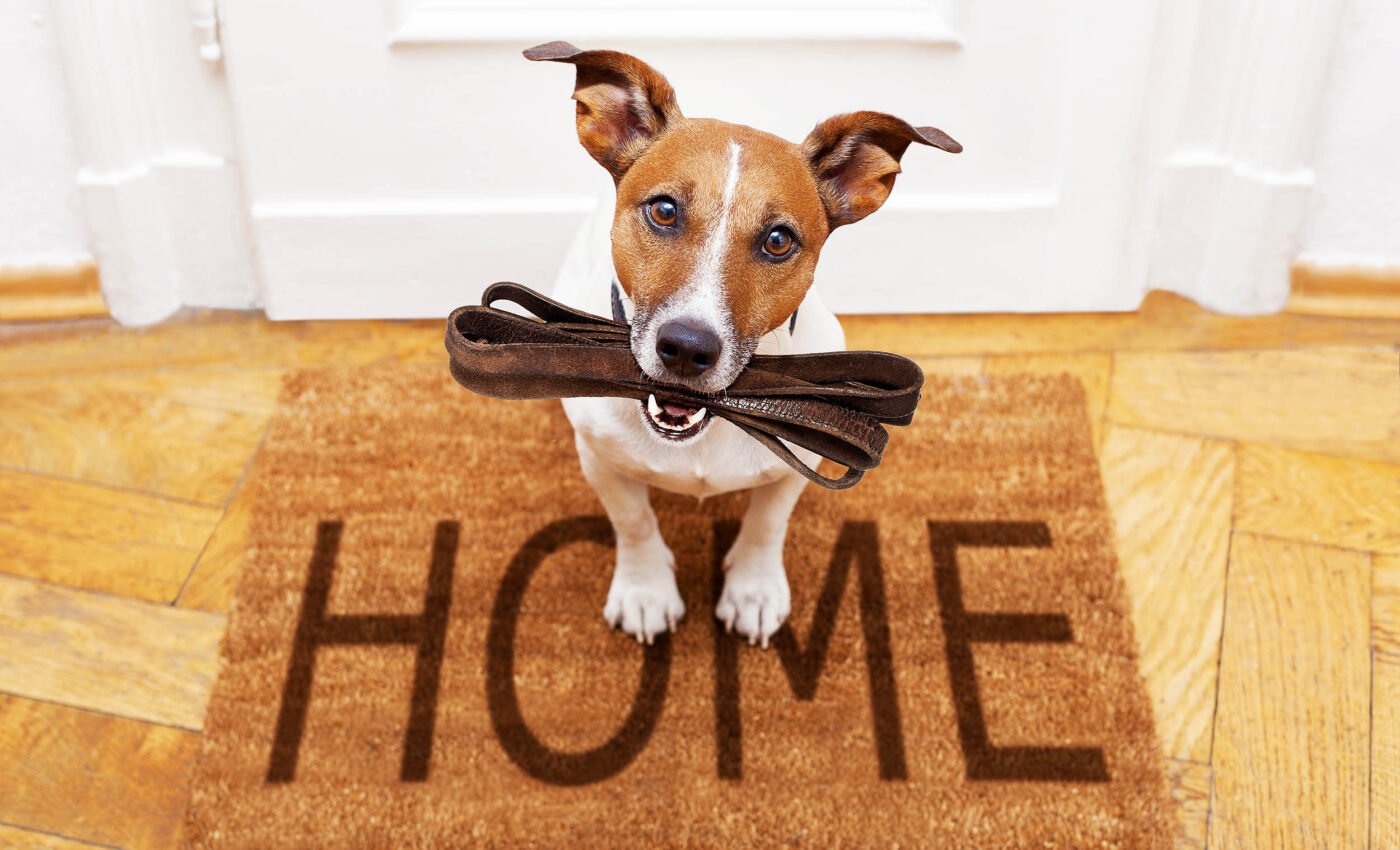 Cracking the canine cognitive code of everyday dog behavior