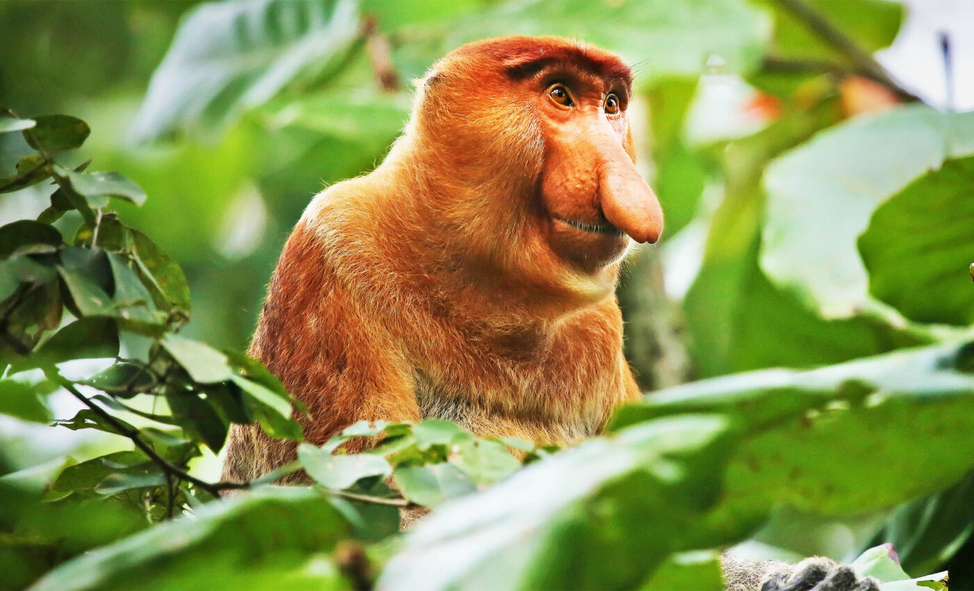 Male proboscis monkeys use their big noses to attract mates