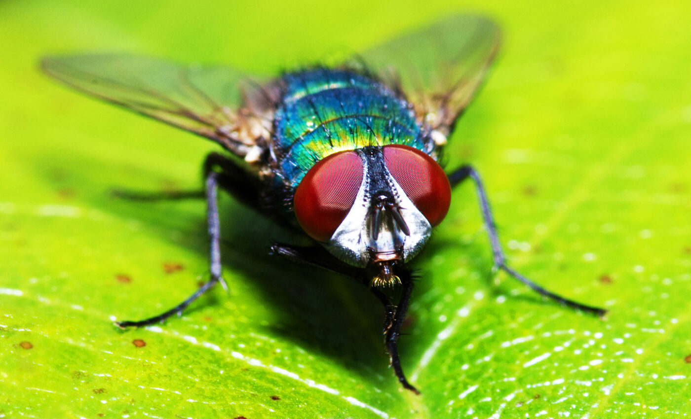 Insects can smell as well as humans with much less 'nose' to work with