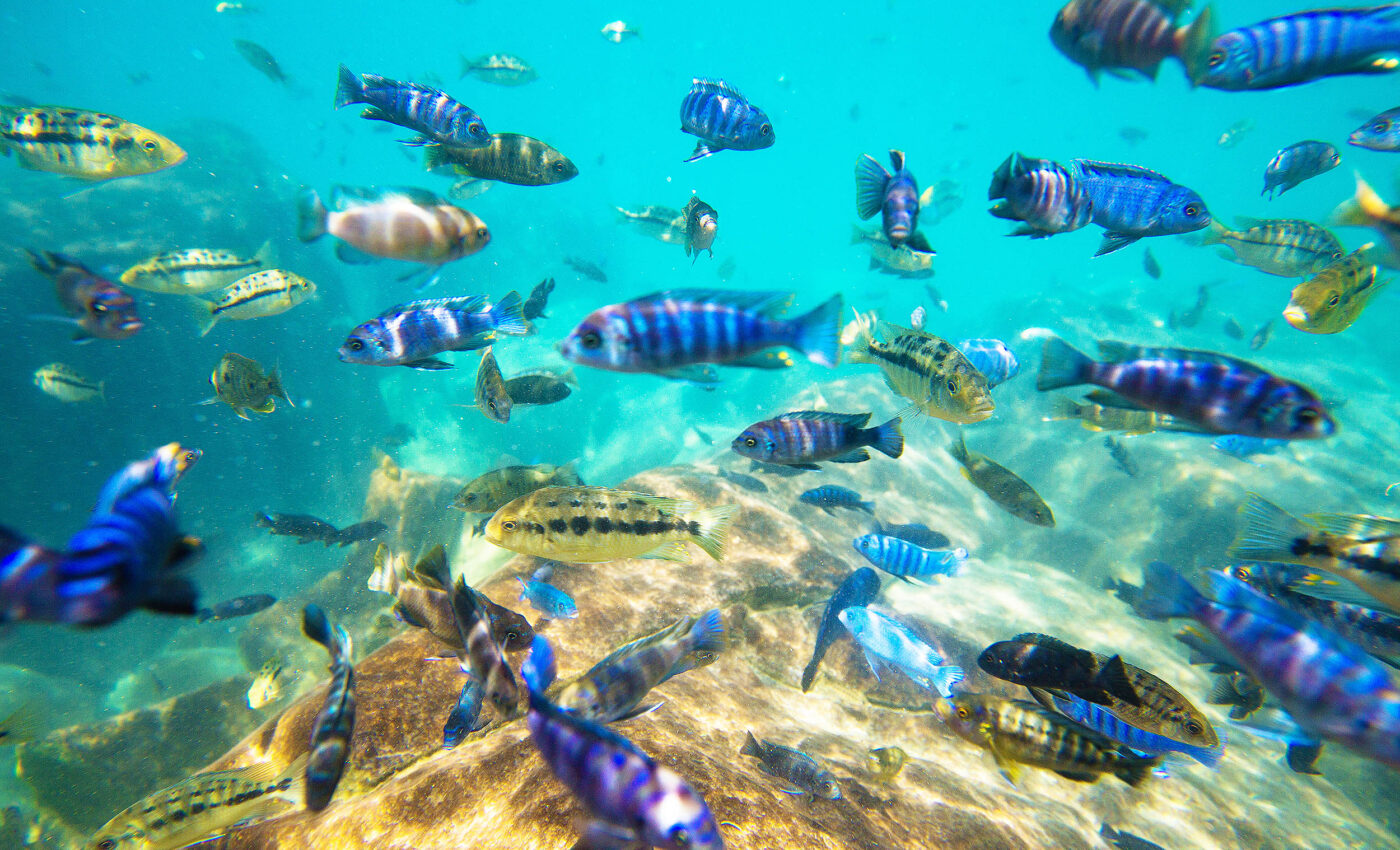 Some fish adapt to murky water by growing larger eyes