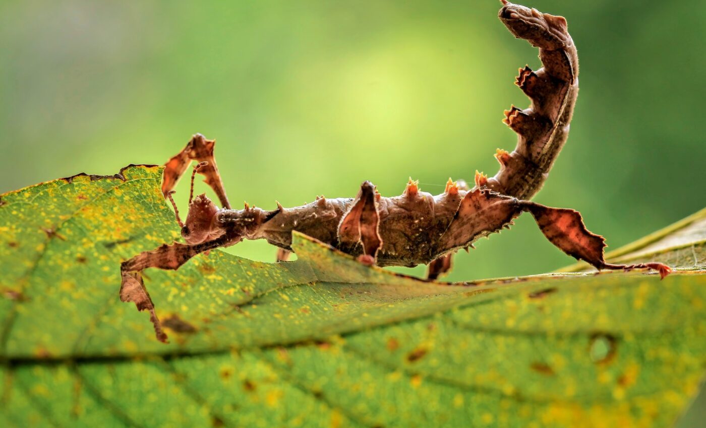 Evolution is both predictable and random