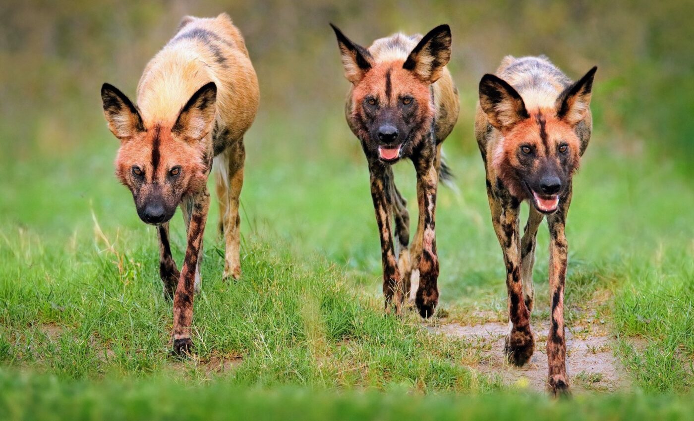 Cooperative hunting does not require complex thinking skills