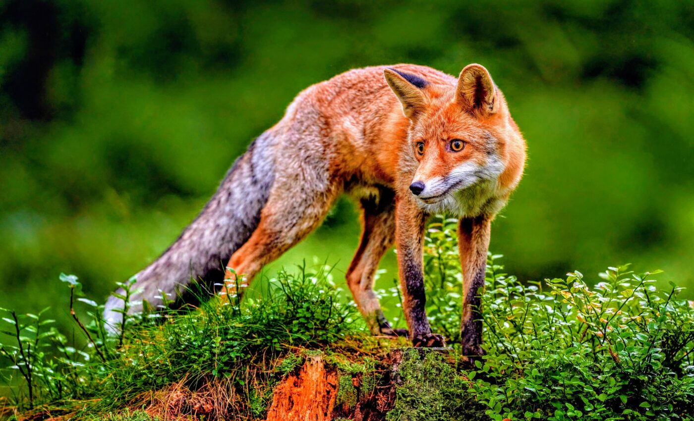 The next pandemic? Bird flu is evolving as it infects new species