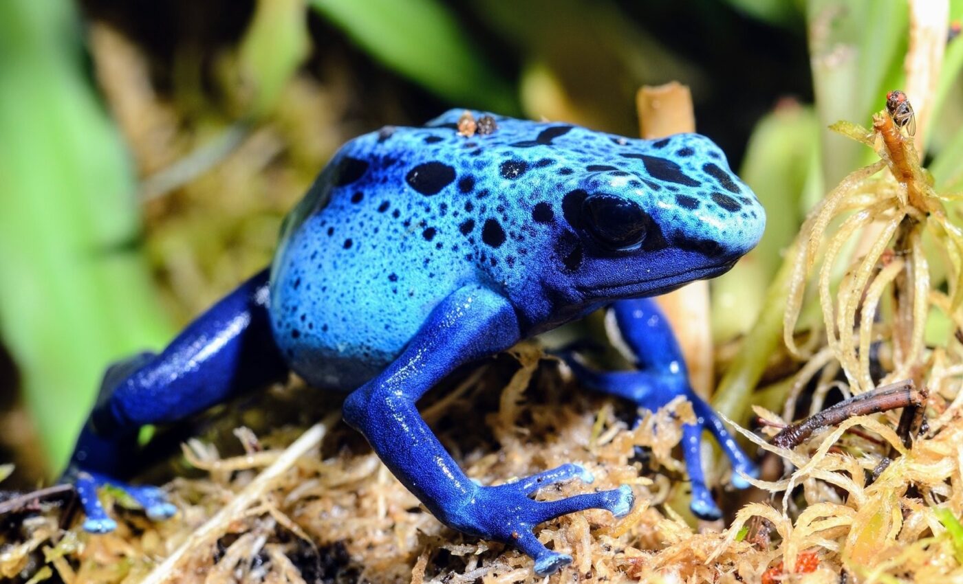Some frogs tap their tiny toes when they see prey