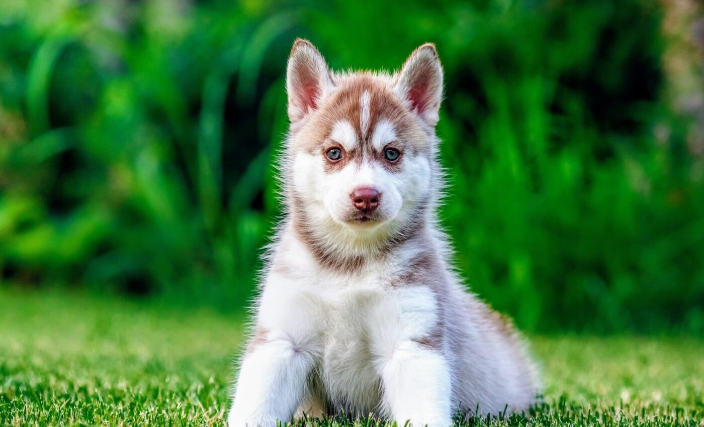 Early neutering linked to serious health risks in some dog breeds