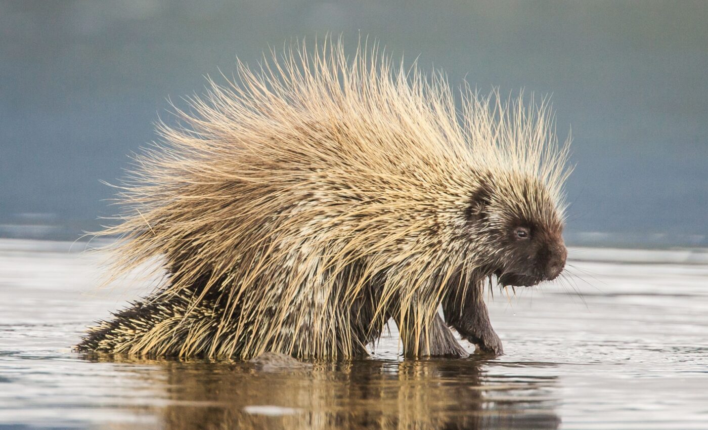 The evolutionary journey of North America's lone porcupine