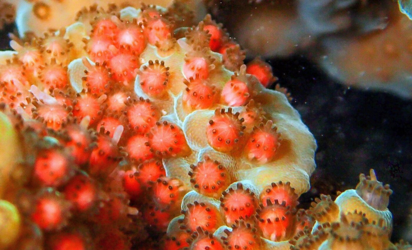 How do corals have sex? New secrets of spawning revealed