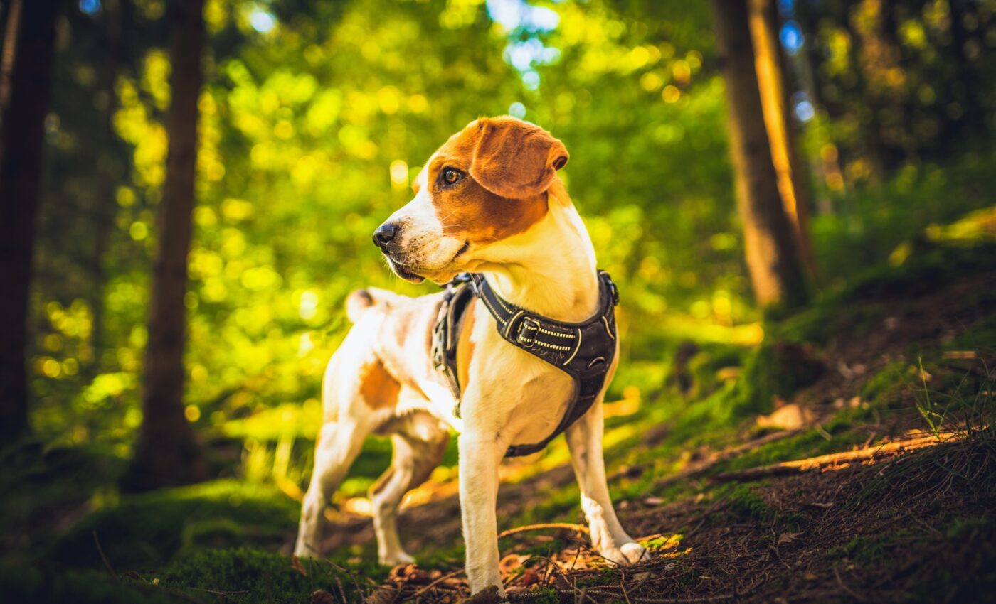 Dogs can detect scents better than the most advanced lab tools