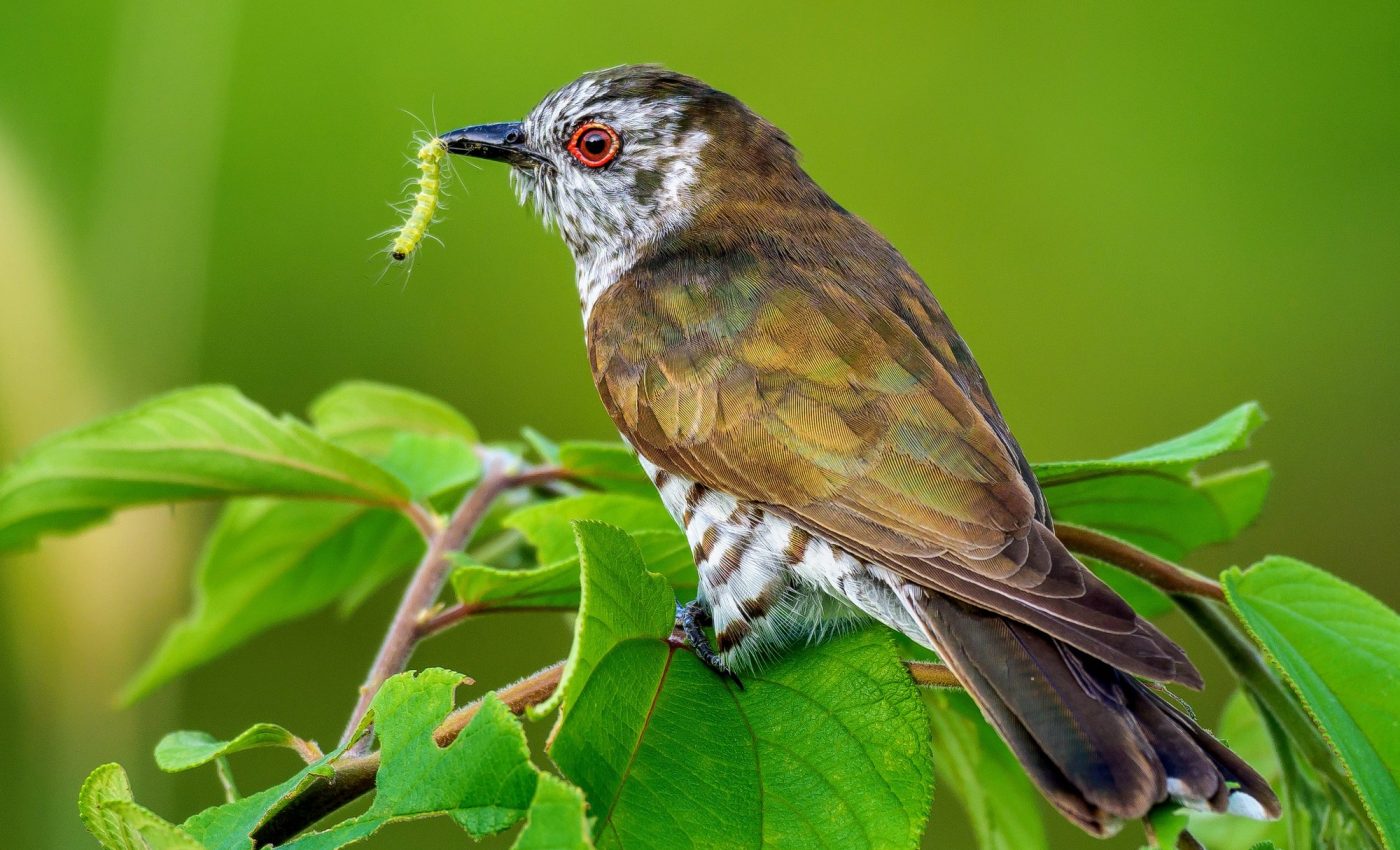 Interspecies deception: Cuckoos evolved to resemble their host birds