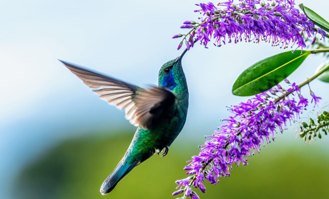 Hummingbirds have an amazing sense of touch for precise navigation