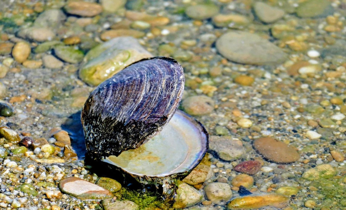 Mussels near fracking sites are still radioactive years later