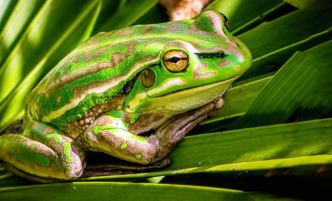 'Frog saunas' are a hot solution to the global amphibian apocalypse