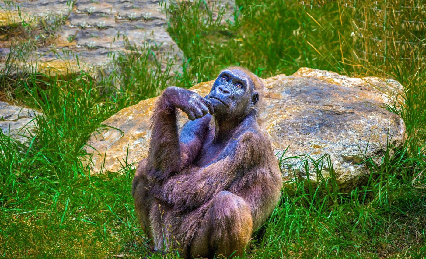 Non-human primate chromosomes mapped for the first time