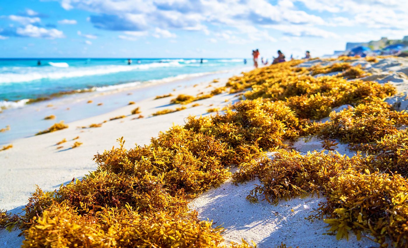 Sargassum seaweed is a growing problem seeking a sustainable solution
