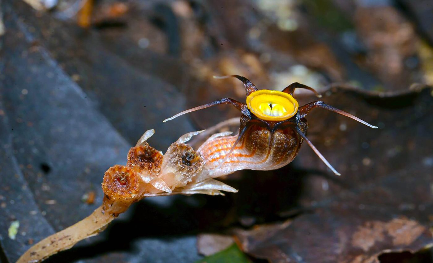 Newly discovered 'fairy lantern' plant species steals nutrients from fungi