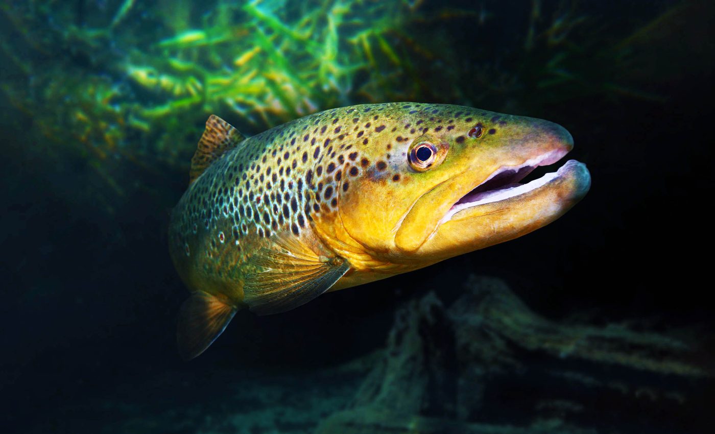 Trout living in polluted rivers evolved to tolerate high metal levels in the waters