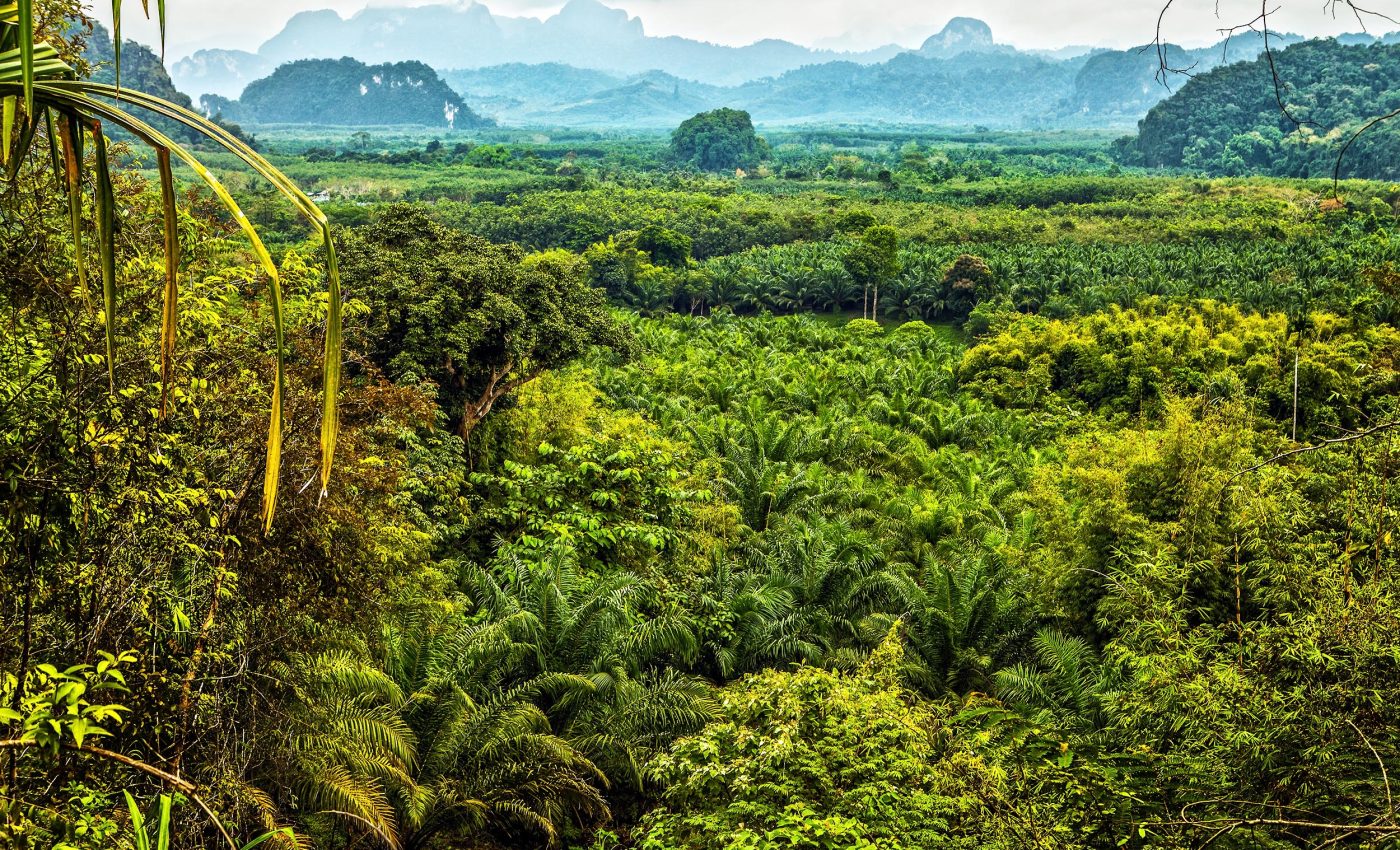 Many forests are proving to be resilient to both climate change and human actions