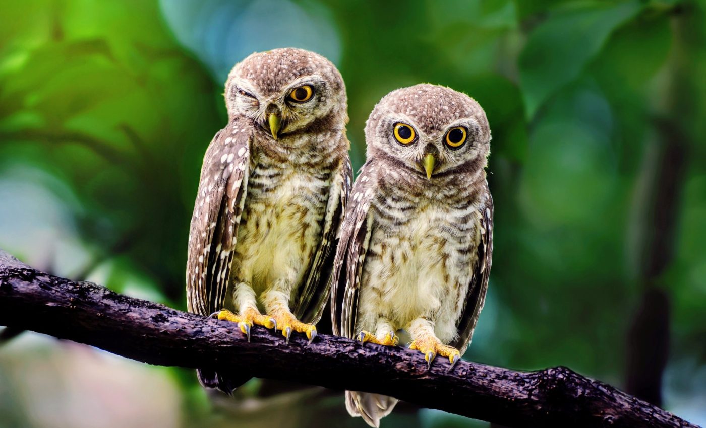 Are we failing the world's most threatened species?