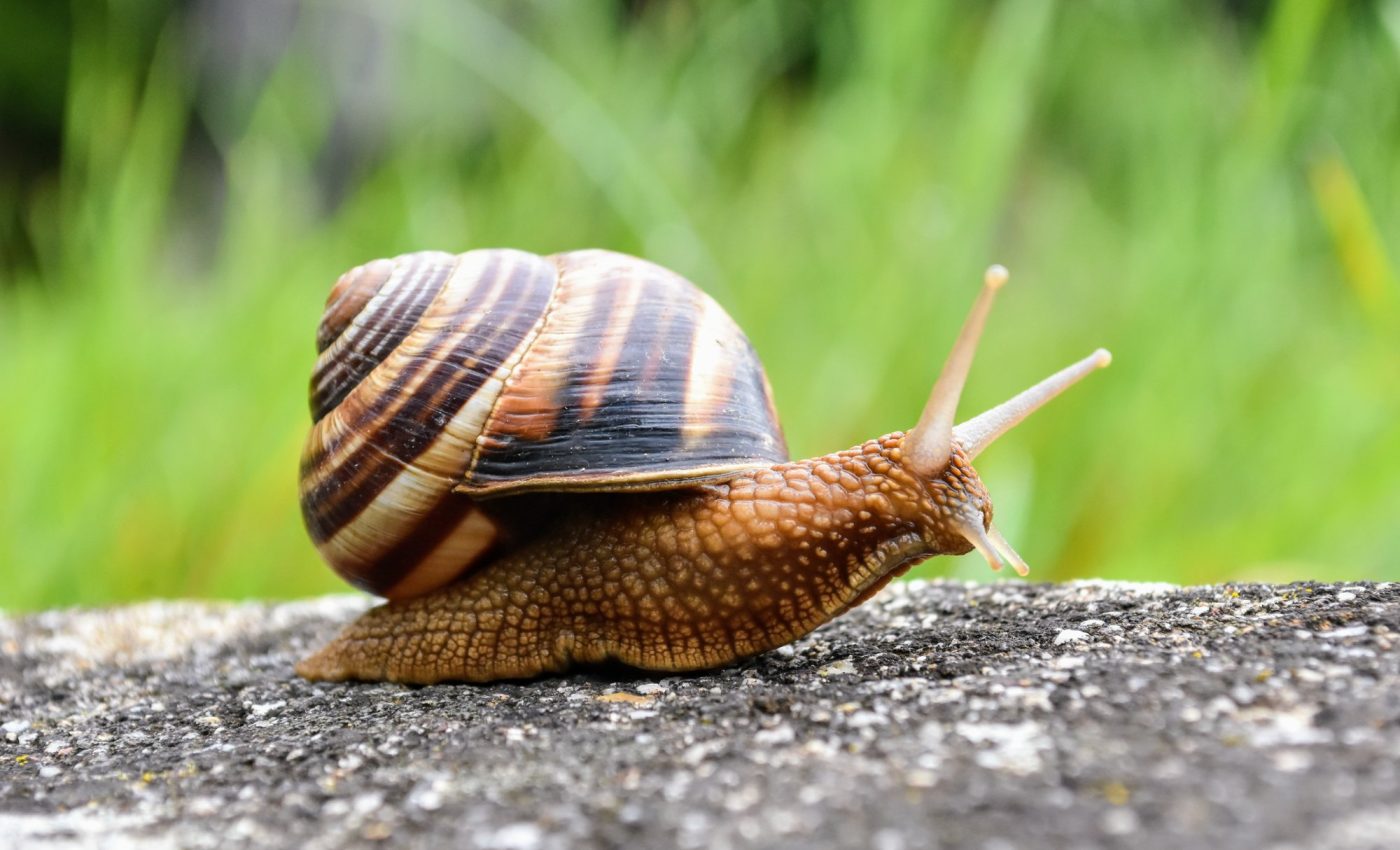 Slugs and snails prefer Los Angeles city life over rural areas
