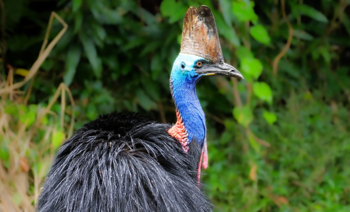 Dinosaur bird may soon go extinct