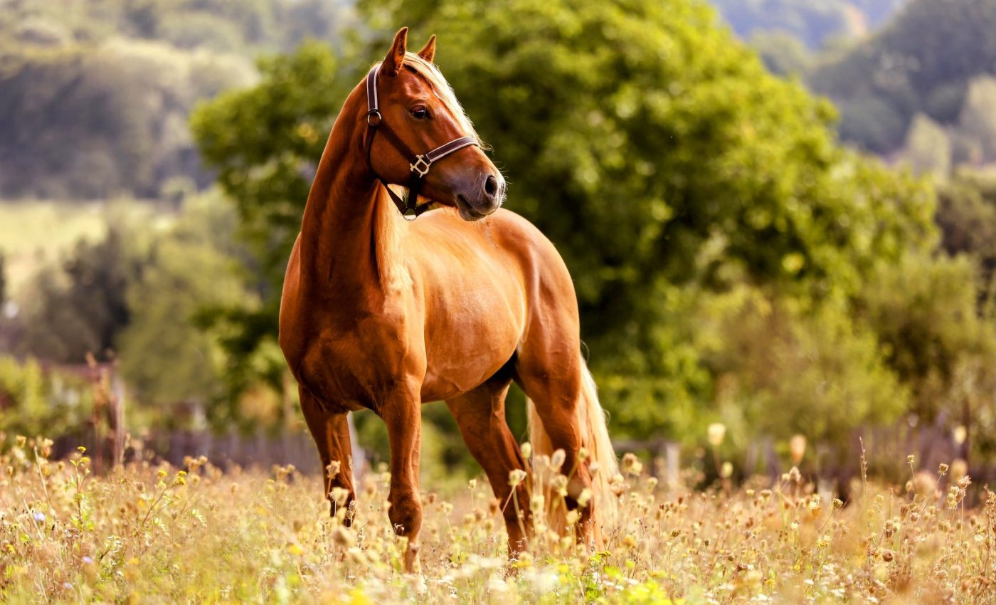 Discovery reveals when and where horses were first tamed for domestic use