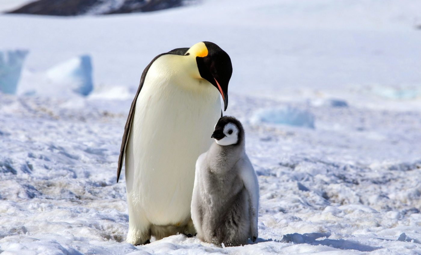 How is sea ice loss affecting biodiversity in the Weddell Sea?